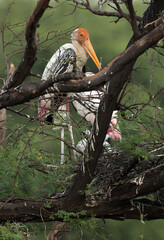 Painted storks perched on a tree at Keoladeo Ghana National Park, Bharatpur, India
