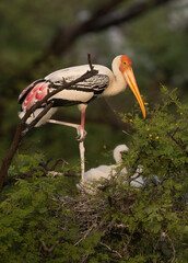 Painted stork with chick on a tree at Keoladeo Ghana National Park, Bharatpur, India