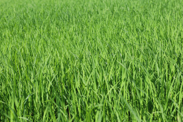 Baby Green rice field in countryside at thailand