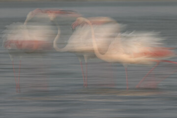 Motion blur shot of Greater Flamingos territory fight at Eker creek in the morning, Bahrain