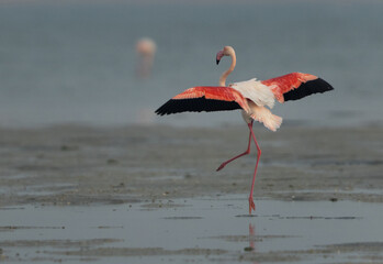 Greater Flamingo landing at Eker creek in the morning, Bahrain