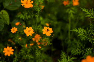 flowers in the garden