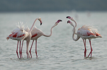 Greater Flamingos territory dispute while feeding at Eker creek, Bahrain