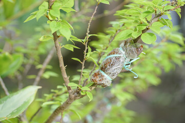 Grafting tree trunks on plants