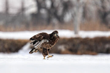 Juvenile Bald Eagle - Winter