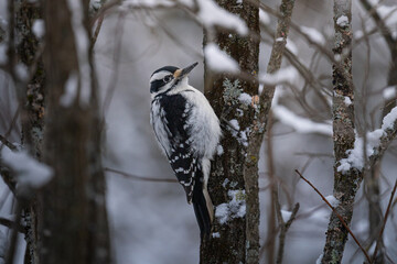 woodpecker