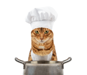 Domestic cat near the aluminum pan with food.