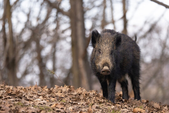 Singolo cinghiale al delimitare del bosco in collina