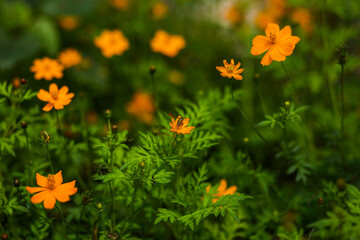 yellow flowers in the garden