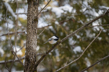 bird on a tree