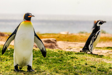 Volunteer Point, Falkland Islands, UK
