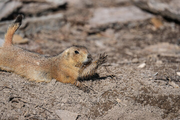 Prairie Dog - Hi