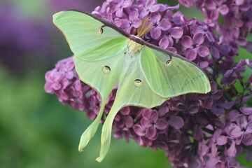 Luna moth (asctias luna) on lilac flowers