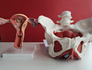 Anatomy of pelvis of woman gynecology of uterus and pelvic bones