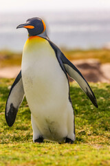Fototapeta premium Volunteer Point, Falkland Islands, UK