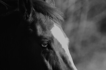 Light eye of horse closeup on face with blurred background in black and white on farm.