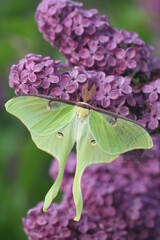 Luna moth (actias luna) on lilac flowers