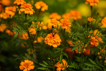 orange flowers in the garden