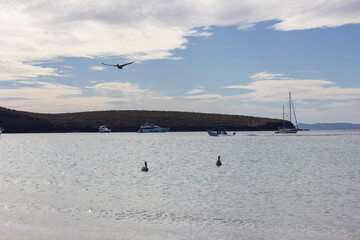 Seabirds standing in the water with boats and mountains in the background