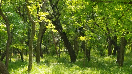 Fototapeta premium Beautiful sunlight in the forest