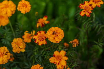orange flowers in the garden