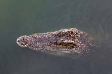 Close up big head crocodile is show head in river