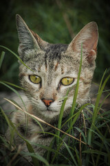 Obraz premium cat on grass