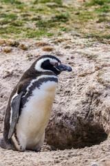 Volunteer Point, Falkland Islands, UK