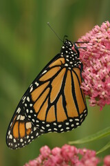 monarch butterfly (Danaus plexippus) on a swamp milkweed flower (asclepias incarnata)