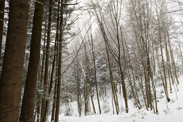 snowstorm in winter, forest and trees covered with snow, falling snowflakes