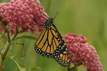 monarch butterfly (Danaus plexippus) on swamp milkweed flower (asclepias incarnata) 