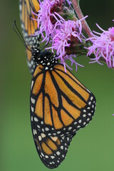 dew covered monarch butterfly (Danaus plexippus) on a meadow blazing star flower liatrus 