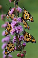 Monarch butterflies (Danaus plexippus) on meadow blazing star flowers liatris 