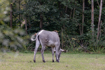 Zebra is a group of species in the horse family. Odense zoo,Denmark,Scandinavia,Europe