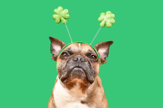 French Bulldog dog wearing St. Patrick’s Day shamrock costume headband on green background