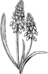 Spring muscari flower composition. Hand-drawn botanical design with wildflowers. Grape hyacinth floral drawings. Floral illustration on white background - obrazy, fototapety, plakaty