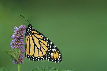 Monarch butterfly  (Danaus plexippus) on anise hyssop