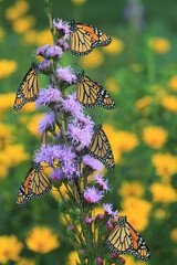 Monarch butterflies (Danaus plexippus) on meadow blazing star liatris 