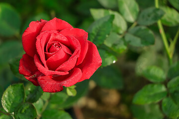 Red rose blooming on green branch in a botanical garden of asia