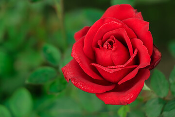 Closeup red rose as a background