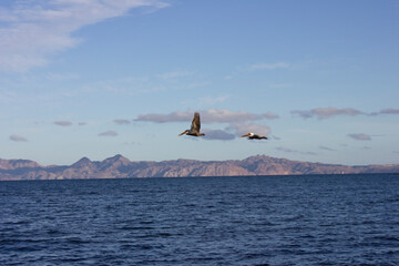 Two pelicans flying at the sea