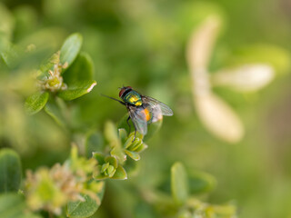 fly on a flower