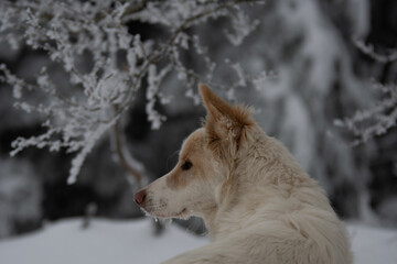 Un chien de race berger blanc suisse dans la neige