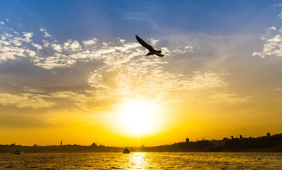 Seagull flies over Bosphorus during sunset in Istanbul, Turkey.