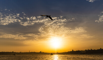 Fototapeta na wymiar Seagull flies over Bosphorus during sunset in Istanbul, Turkey.