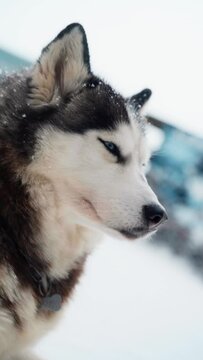 Cute face of an adult Siberian husky close-up.