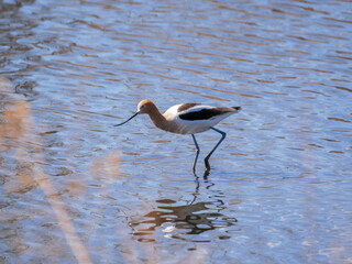 american avocet fishing