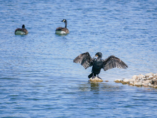 double created cormorant drying its wings