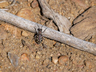 tiger beetle on the ground cicindela