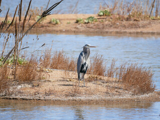 great blue heron ardea cinerea